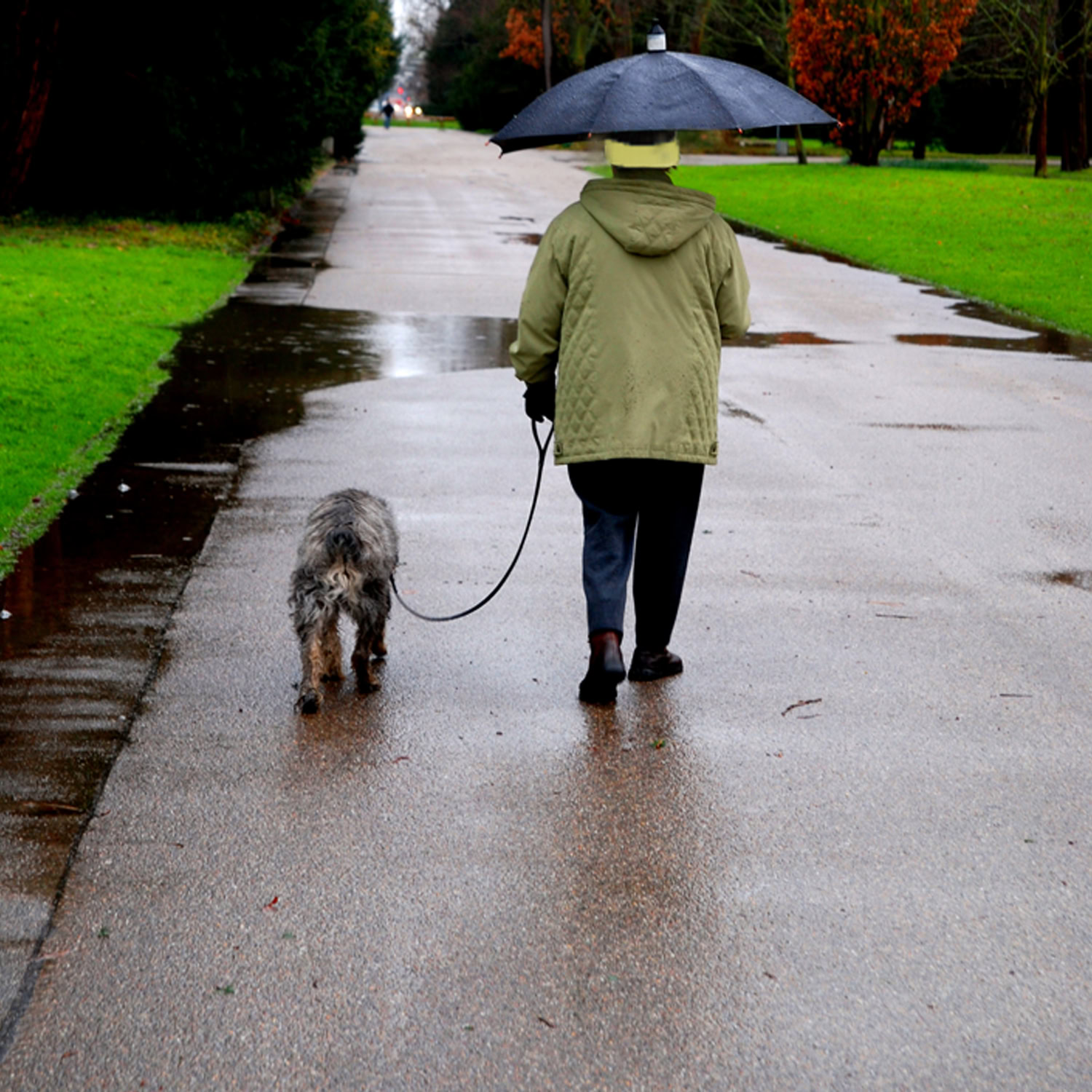 Wet weather person walking dog with umbrella on rainy day.